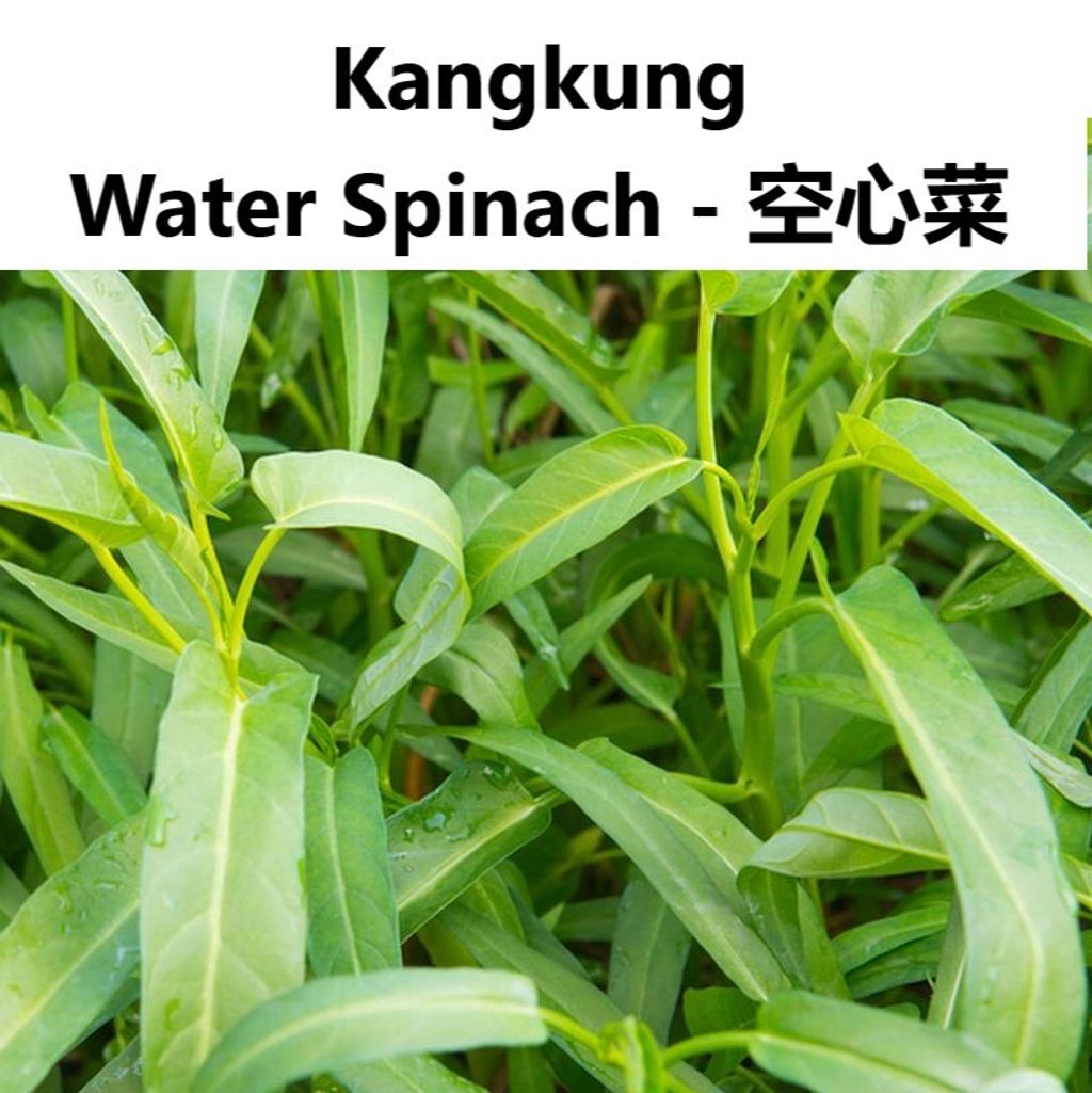 Kangkung