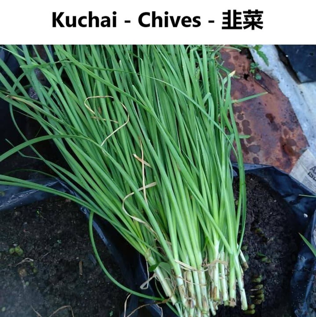 Kuchai