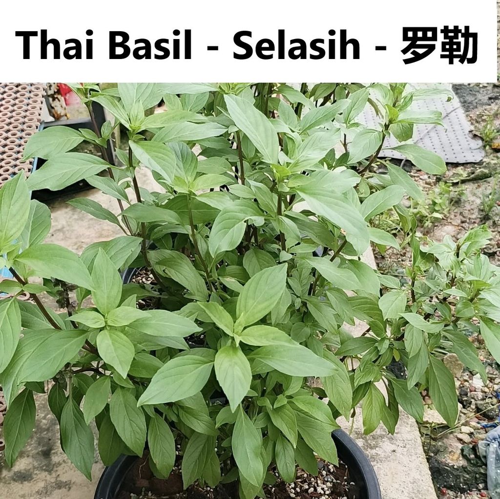 selasih