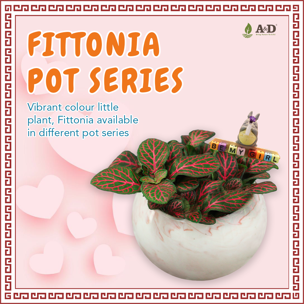 fittonia pot 1