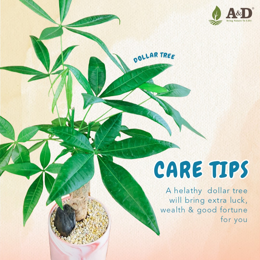 Dollar Tree Care Tips