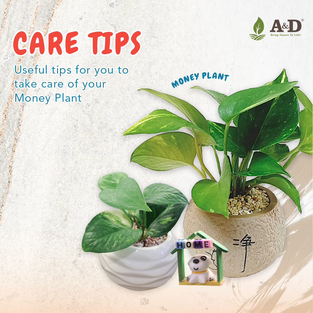 money plant care tips square