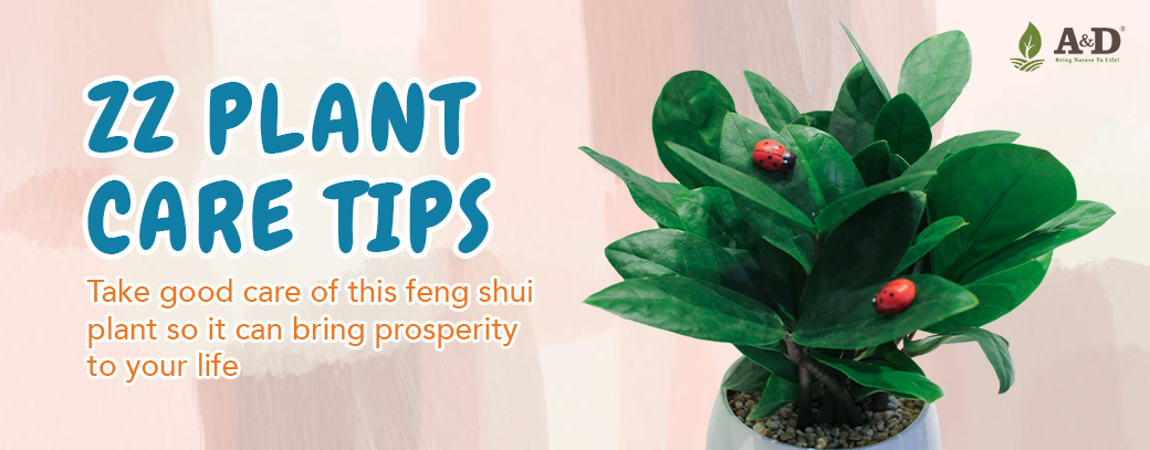 ZZ Plant Care Tips