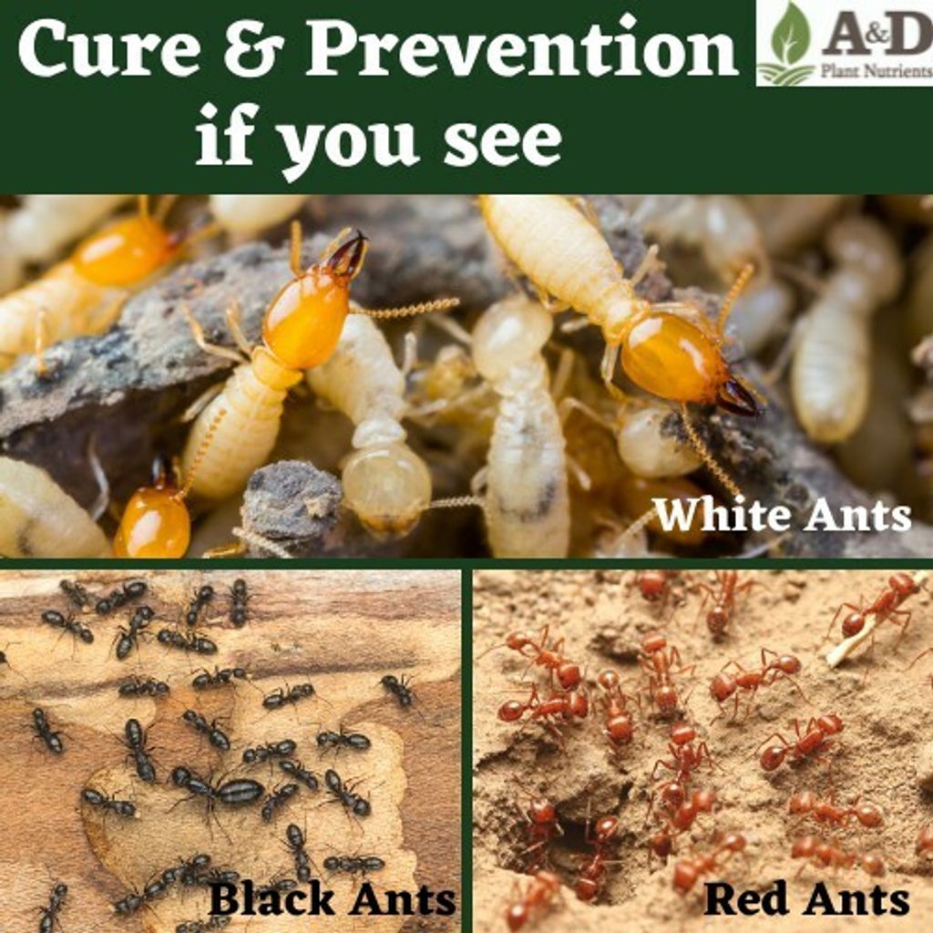 🚫 001 All Ants Pest Control 🚫 Organic Plant Insect Repellent Spray