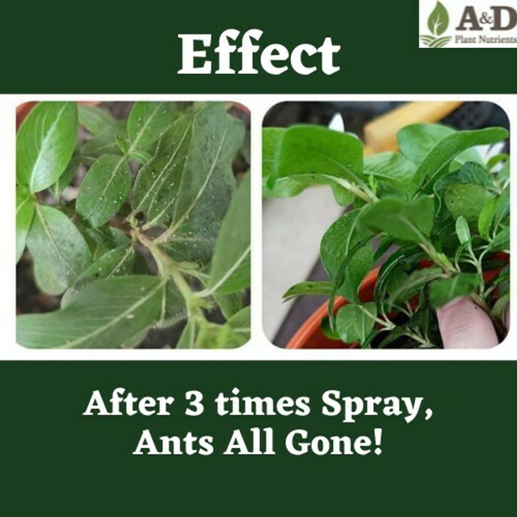 🚫 001 All Ants Pest Control 🚫 Organic Plant Insect Repellent Spray Serangga Organik Lalat Ubat
