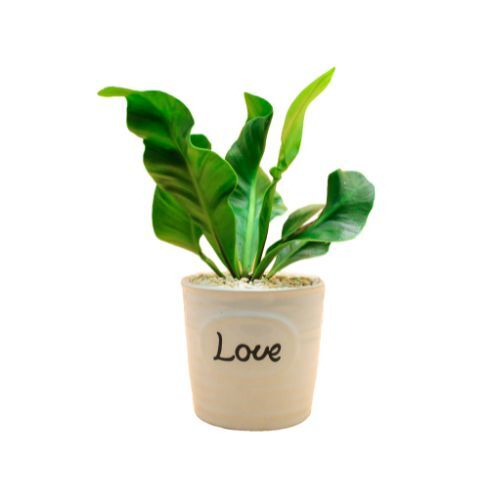 Love Pot