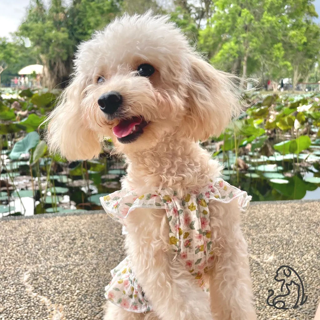ruffle trim floral print top9