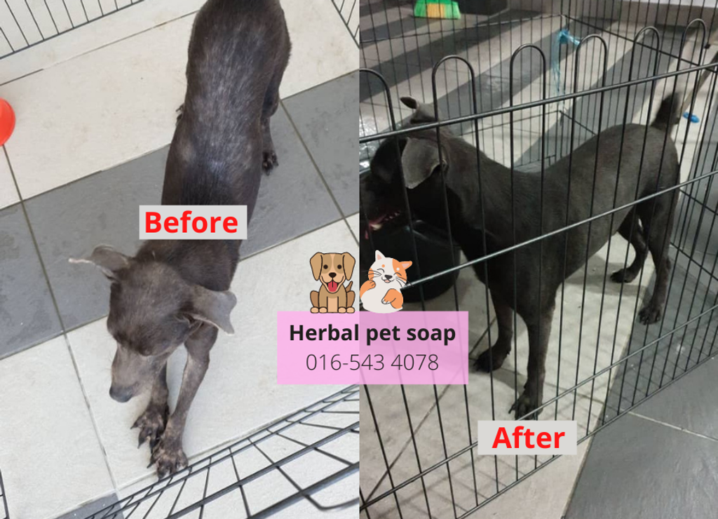 Pet soap before after