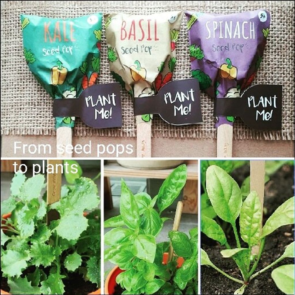 from seed pops to plant