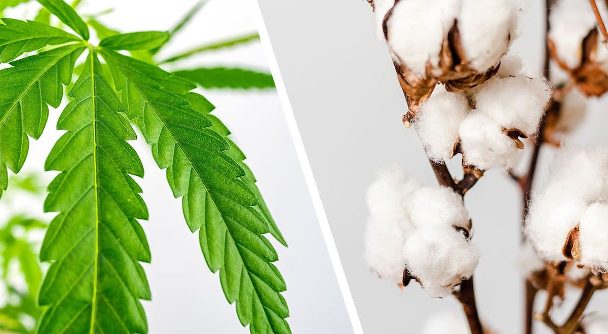 大麻與棉花:為何大麻是最好的選擇?