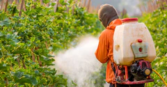 UOH-estudiara-presencia-de-pesticidas-en-alimentos-consumidos-en-liceos-1024x538_medium
