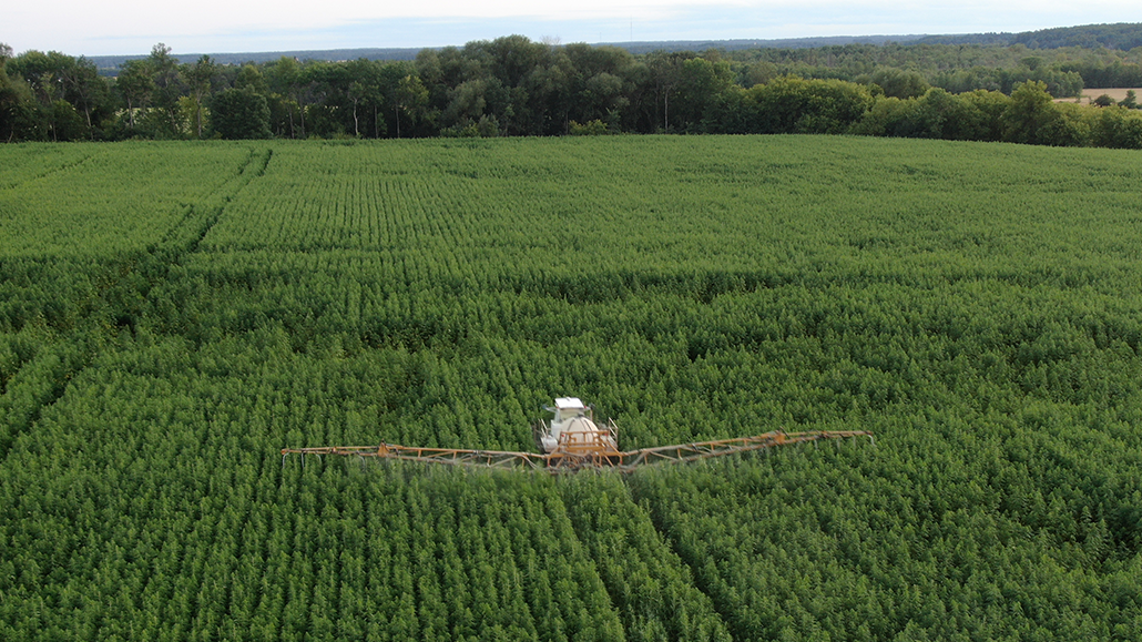 growing-demand-for-hemp-1