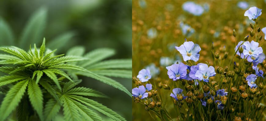 Hemp-vs-Linen-1