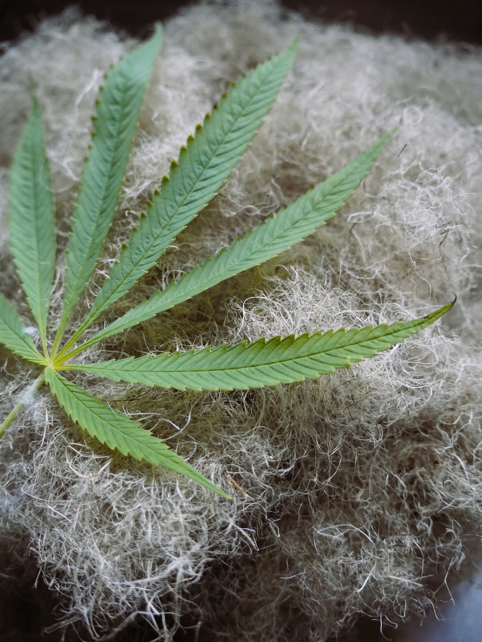 475816548_934747122118629_6840322348210846159_n