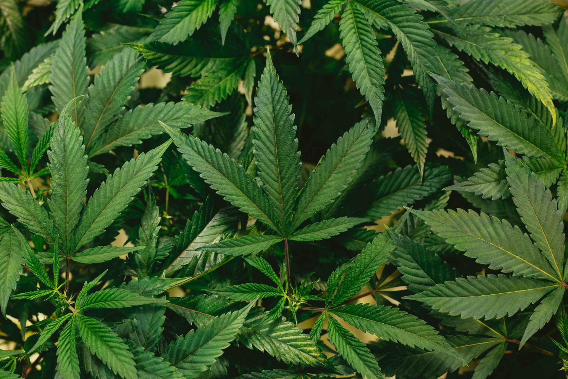 Hempitude | HEMP FABRIC 