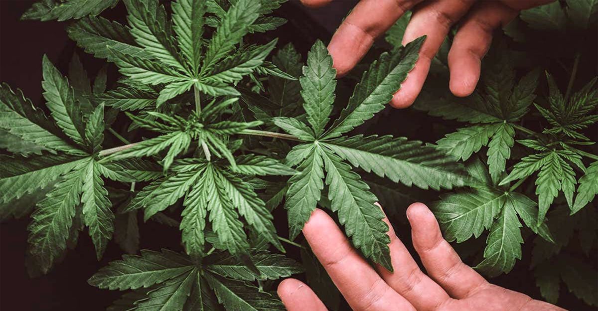 Hemp Underwear 進化論