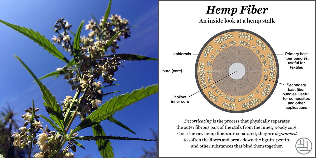 大麻纖維的認識
