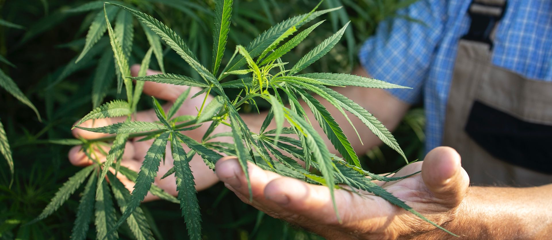 Hempitude | Do you love HEMP？ 