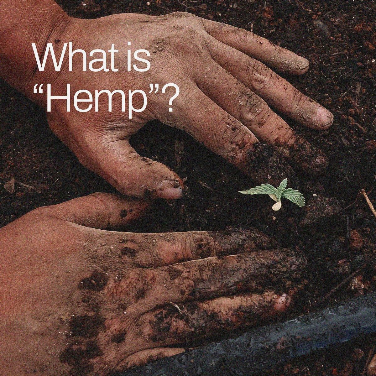清真大麻  Halal Hemp 