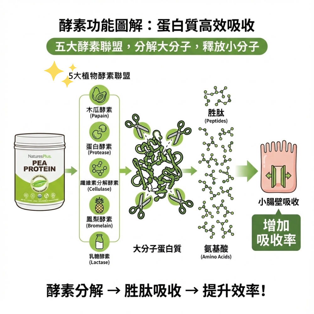 有機豌豆蛋白_酵素示意圖