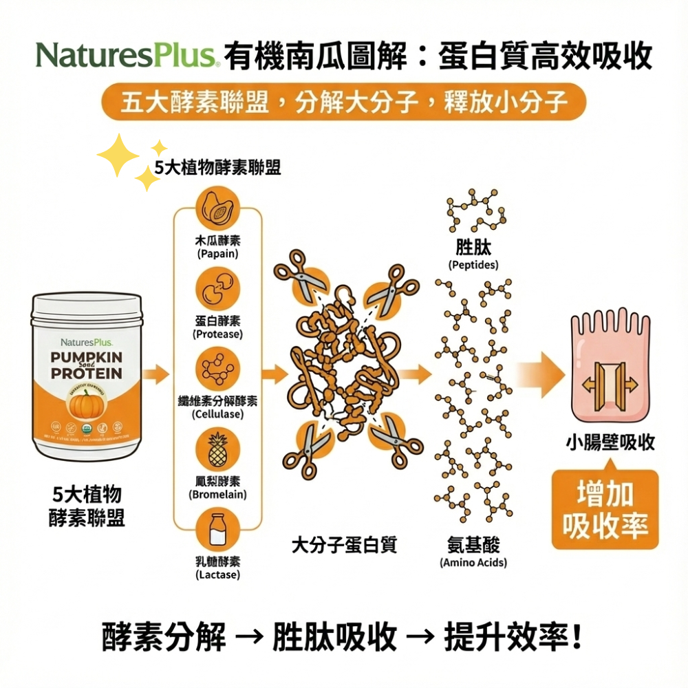 有機南瓜籽蛋白_酵素示意圖