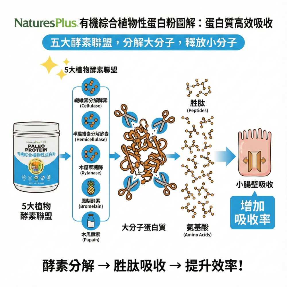有機綜合蛋白_酵素示意圖