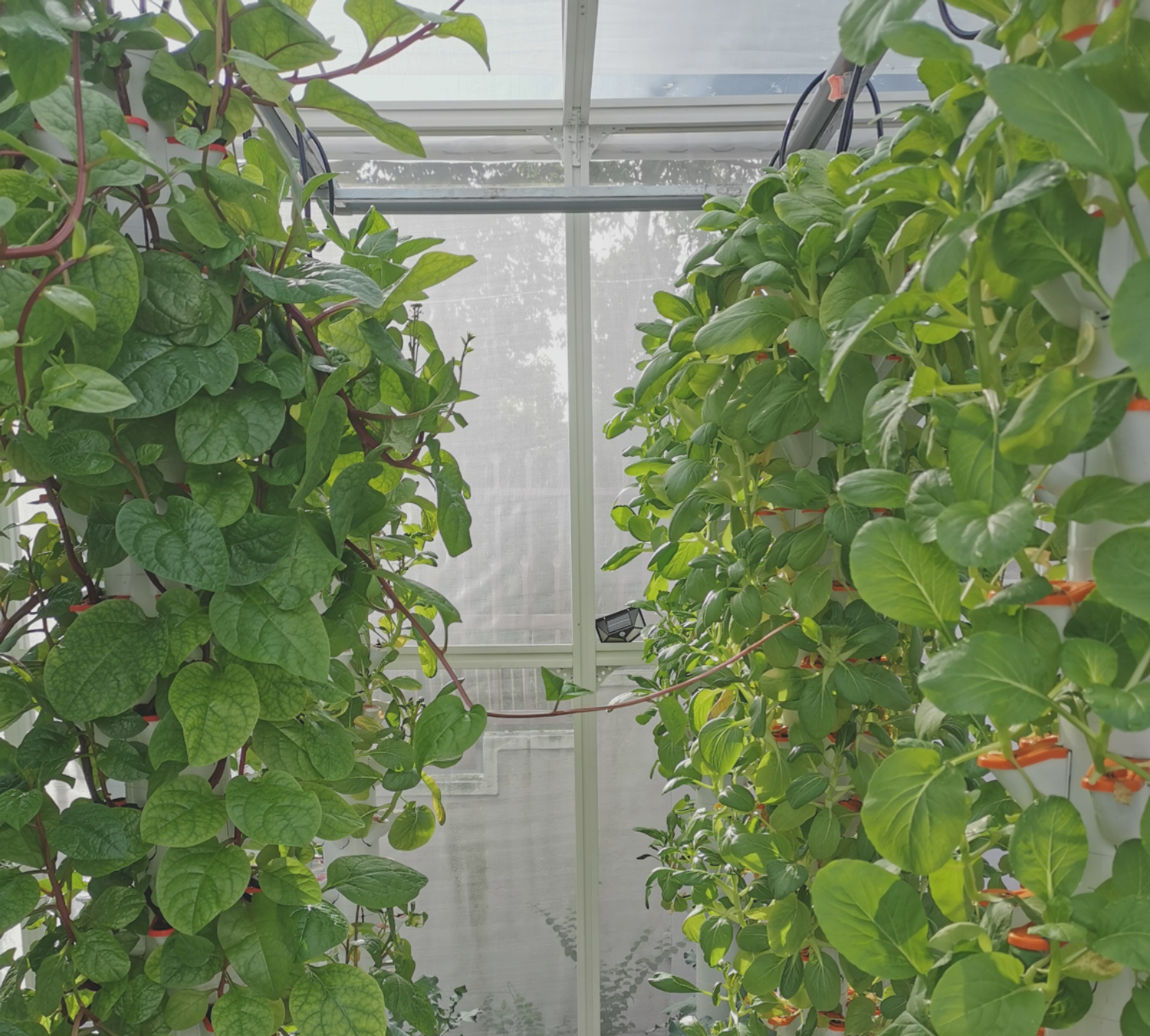 https://cdn.store-assets.com/s/1107466/f/9763665.png