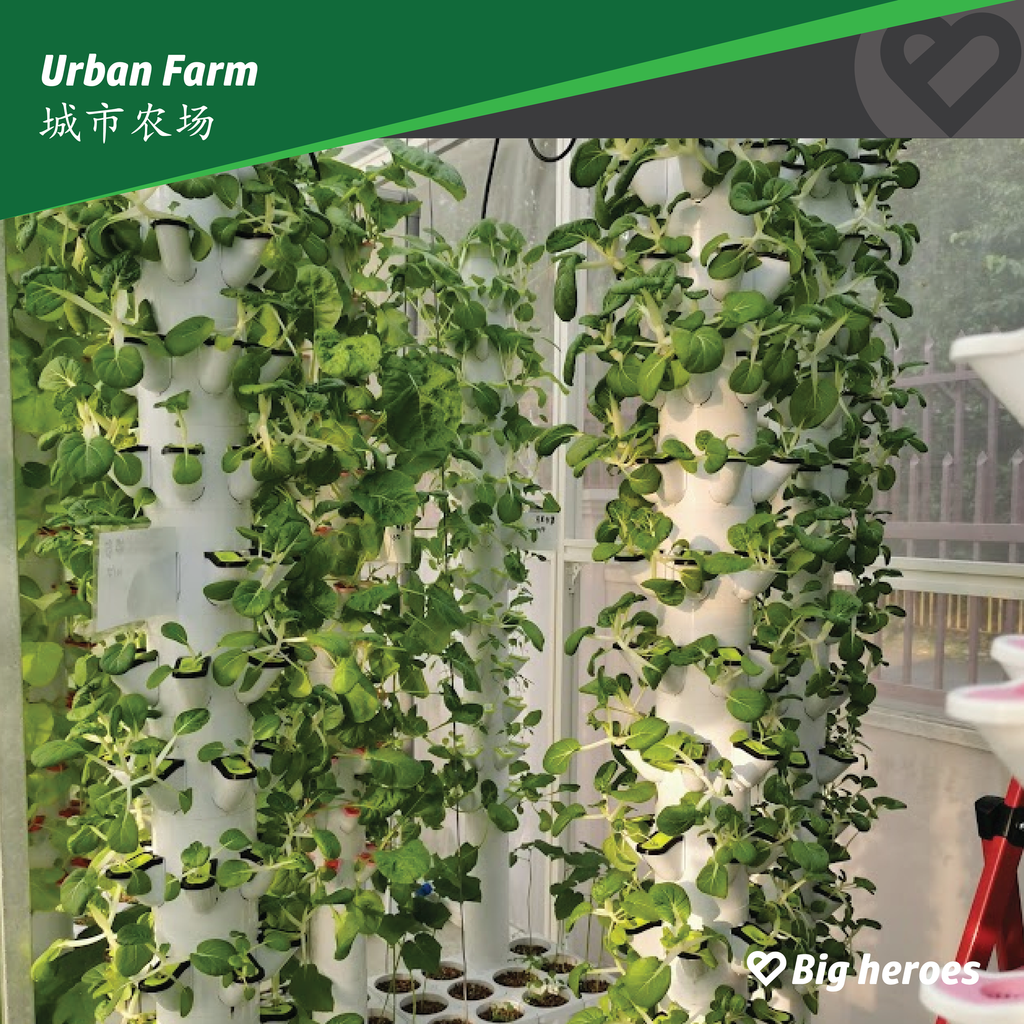 Urban Farm-01