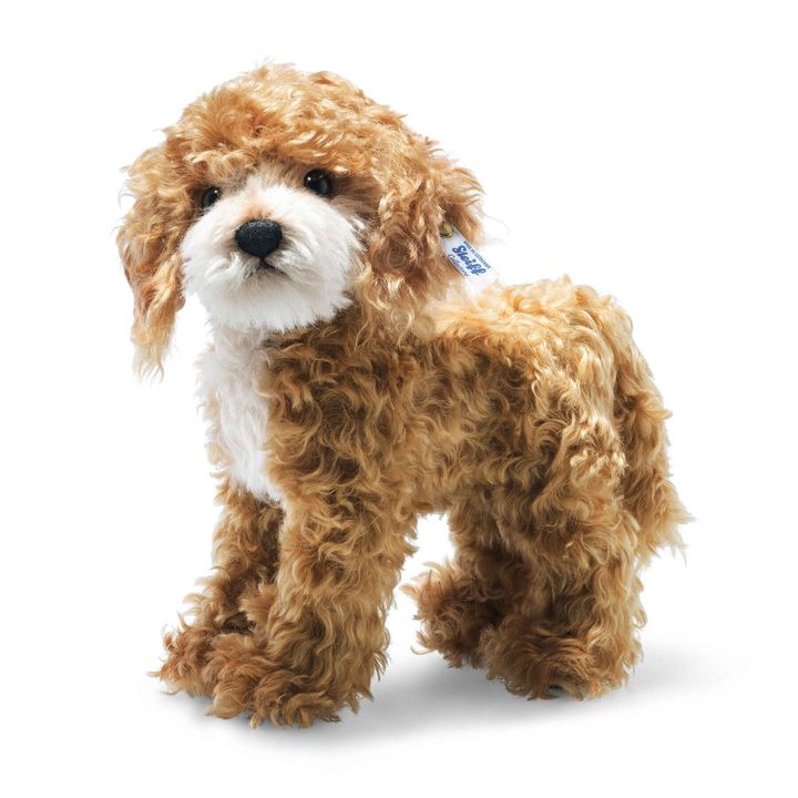 ricky-cockapoo-031557-15