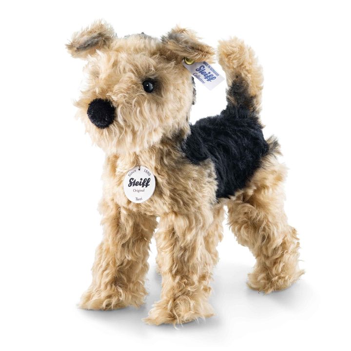 terri-welsh-terrier-033735-12