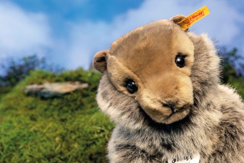 burri-murmeltier-084133-5