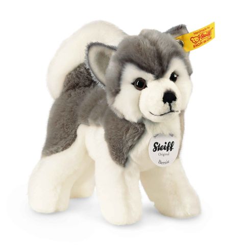 bernie-husky-104985-3