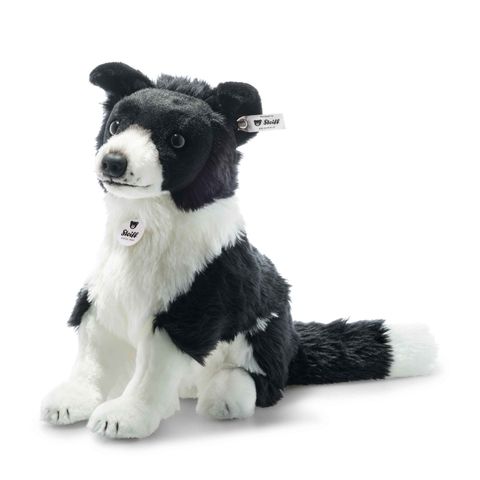 jaycee-border-collie-122163-1