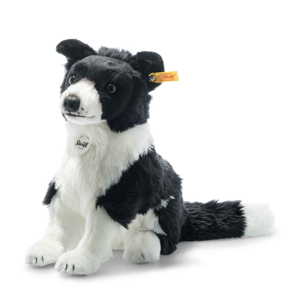 jaycee-border-collie-122163