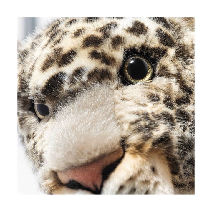 parddy-leopard-067518-1
