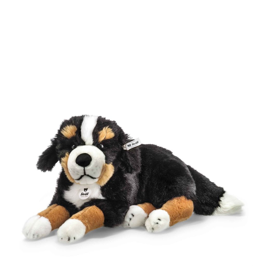 senni-berner-sennenhund-079528-10
