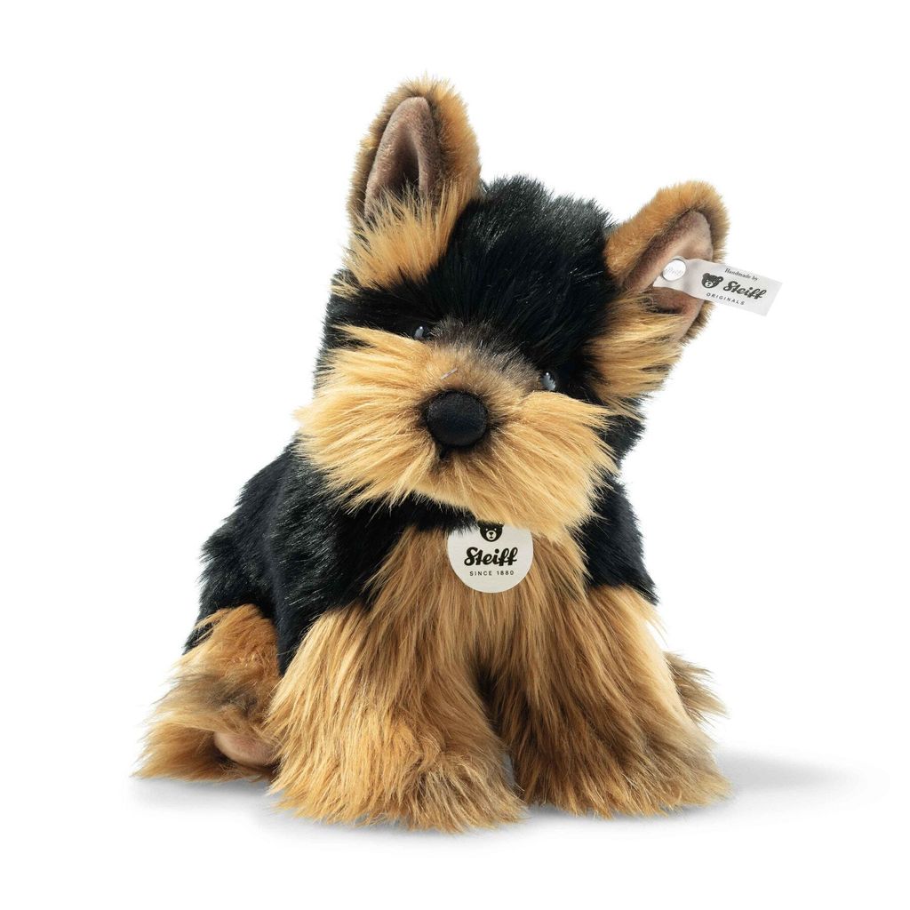 herkules-yorkshire-terrier-076923-6