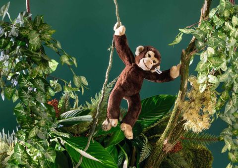 koko-schimpanse-064722-6