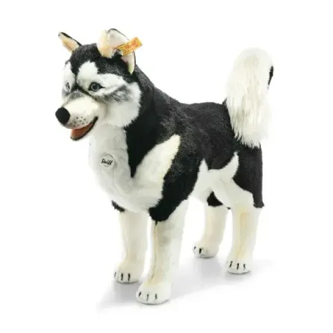 studio-husky-502996-1