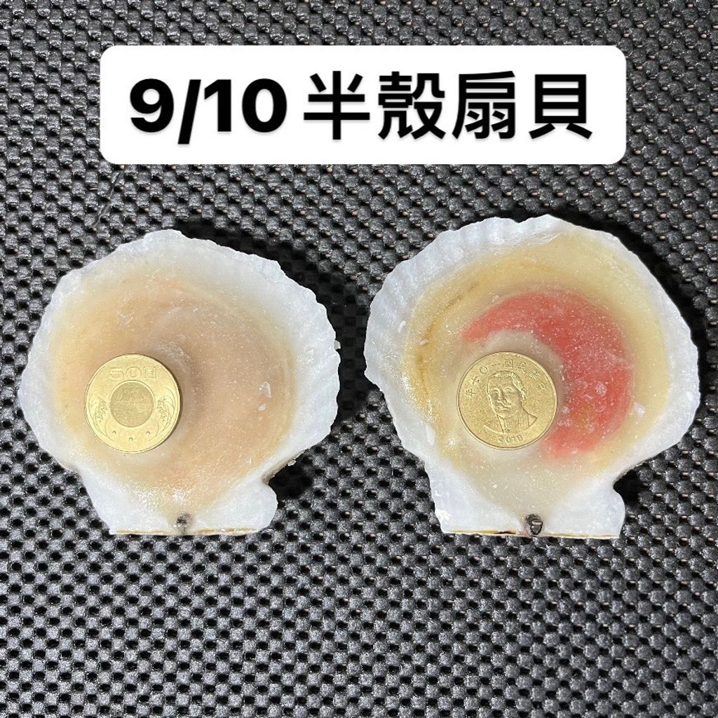 鮮-910半殼扇貝500g