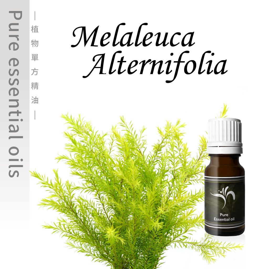 Alternifolia-100