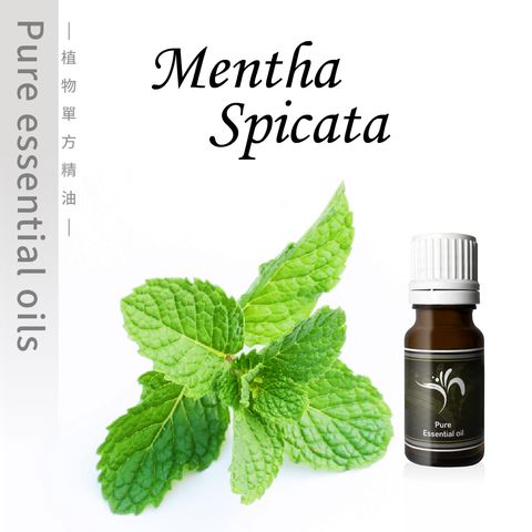 Mentha Spicata-100