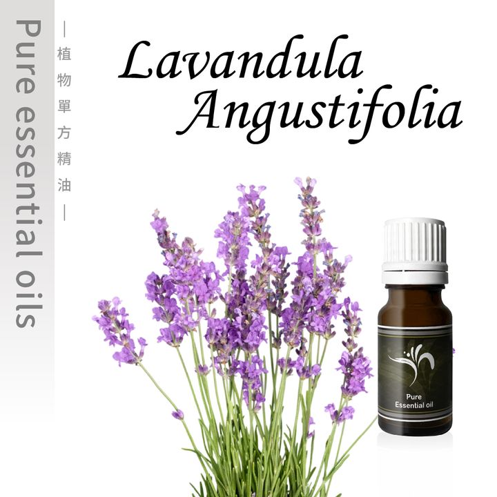 Lavandula Angustifolia-100