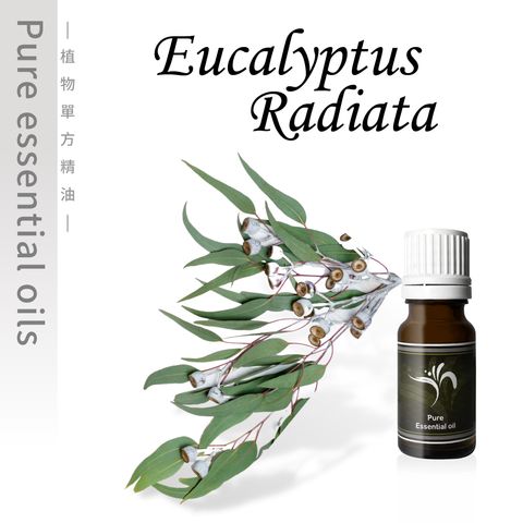 Eucalyptus-radiata