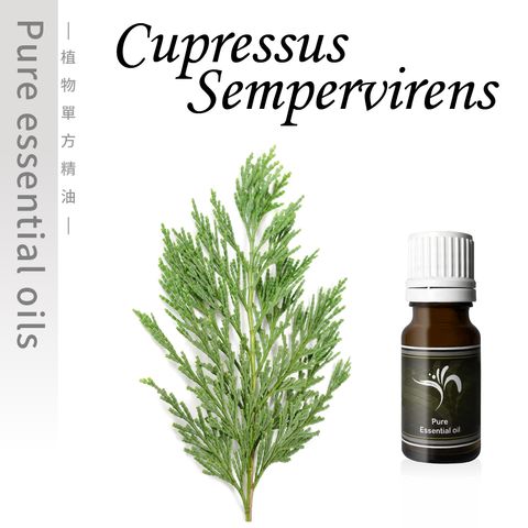 Cupressus sempervirens-100