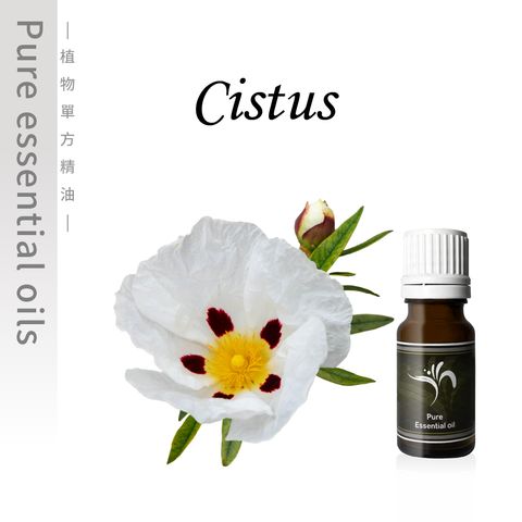 Cistus-100