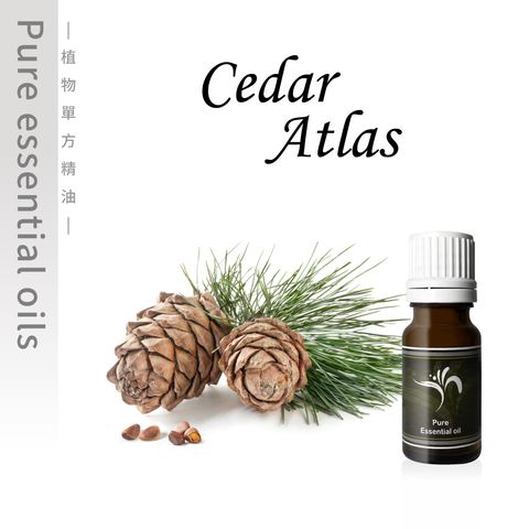 Cedar-Atlas