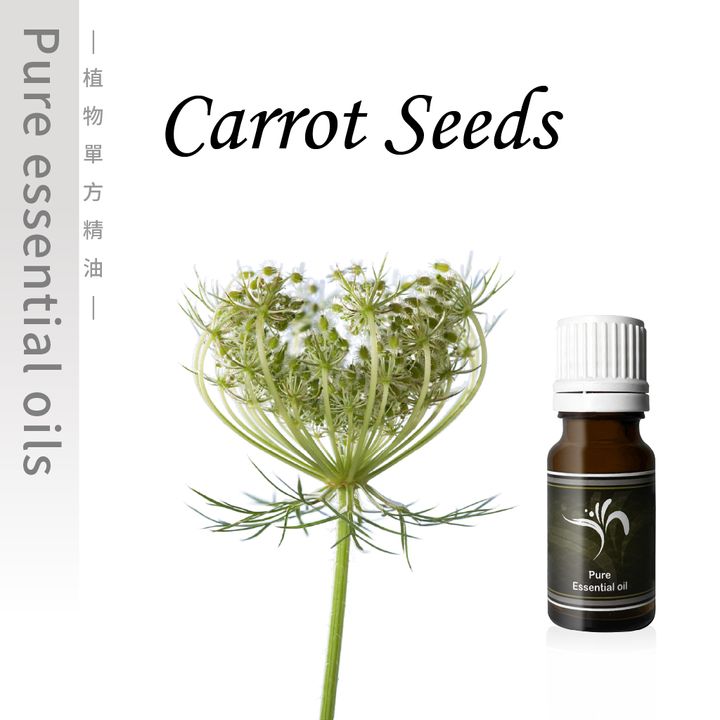 Carrot Seeds-100