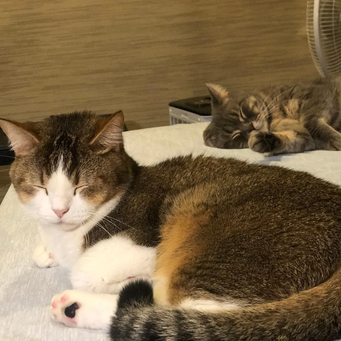 Ins3604498475_4af512e0f8094a9e84270e67b1908979