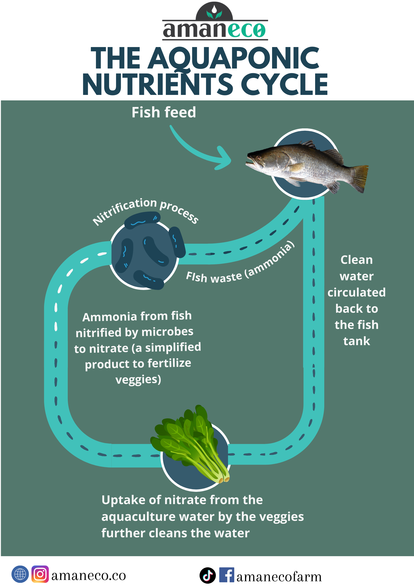 Aquaponics_NutrientsCycle